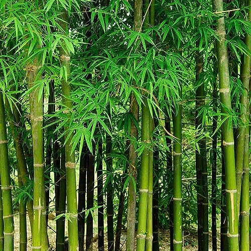 200+ Fresh Giant Bamboo Seeds for Planting - Quick Growth and Winter Hardy Privacy Screen, Good for...