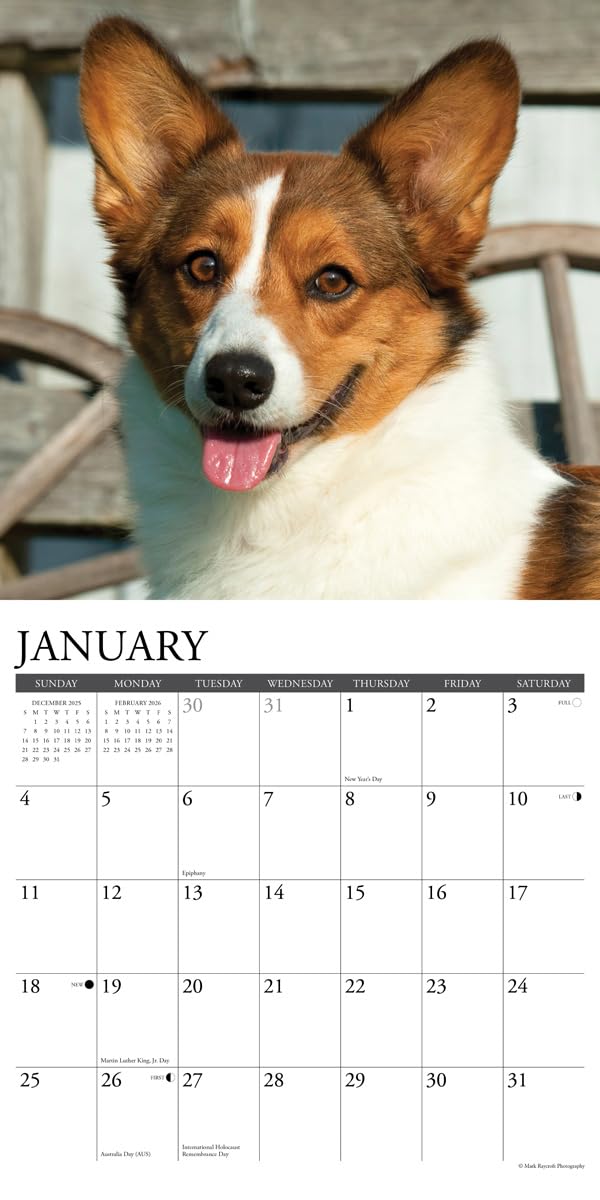 Corgis 2026 12 X 12 Wall Calendar