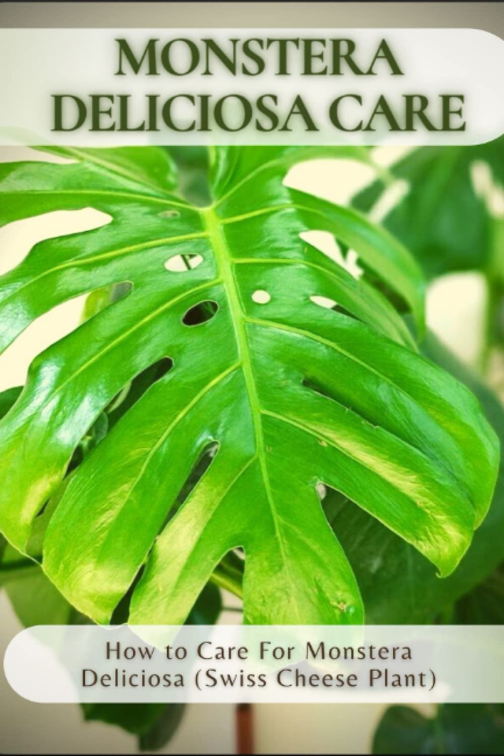 Buy Monstera Deliciosa Care How to Care For Monstera Deliciosa (Swiss