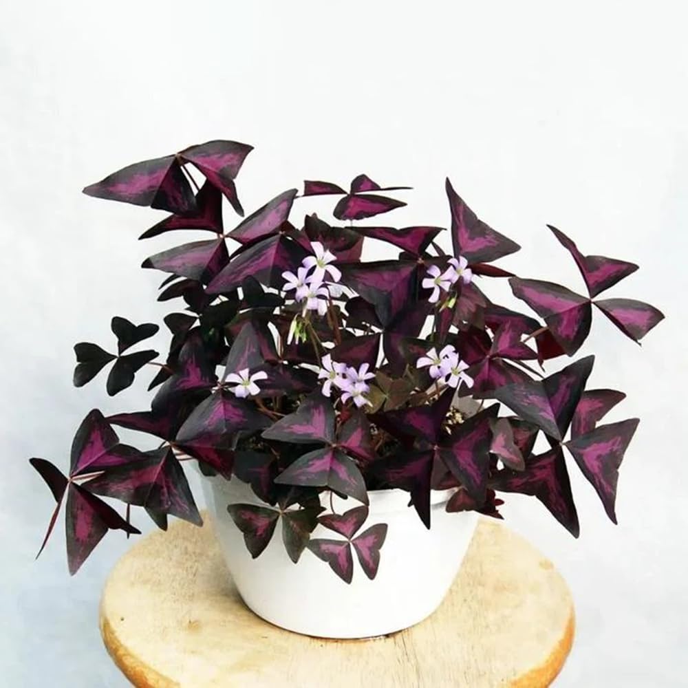 200 Semi Di Clivia Miniata – Fiori Perenni Resistanti, Per Giardino O Vaso - Foto 3