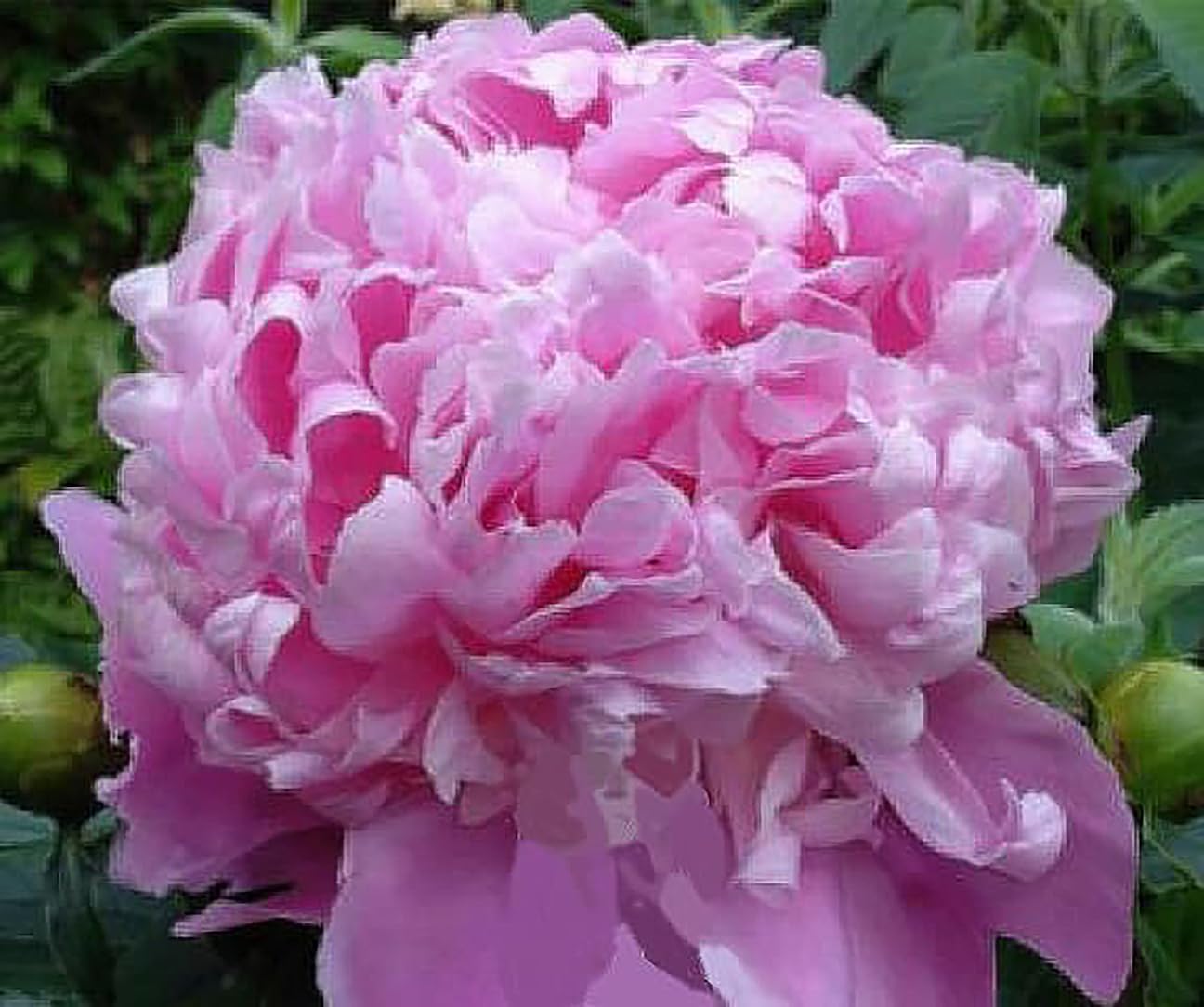 Mons Jules Elie Peony - Double Pink Bomb Peony Bare Root 3-5 Eyes | Delightful Fragrance | Bare Root Peony for Spring Planting