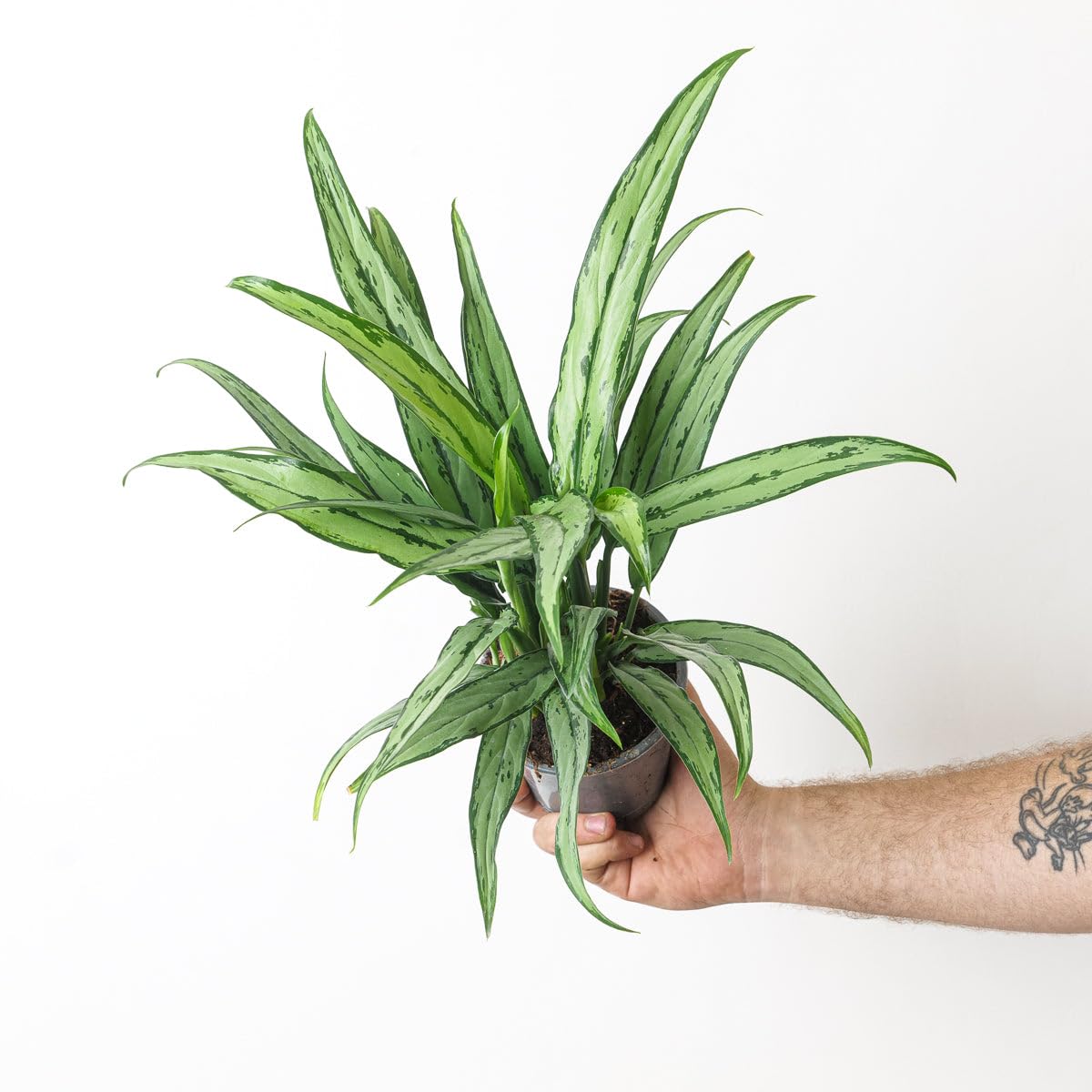 Aglaonema Cutlass, Chinese Evergreen Houseplant 12cm