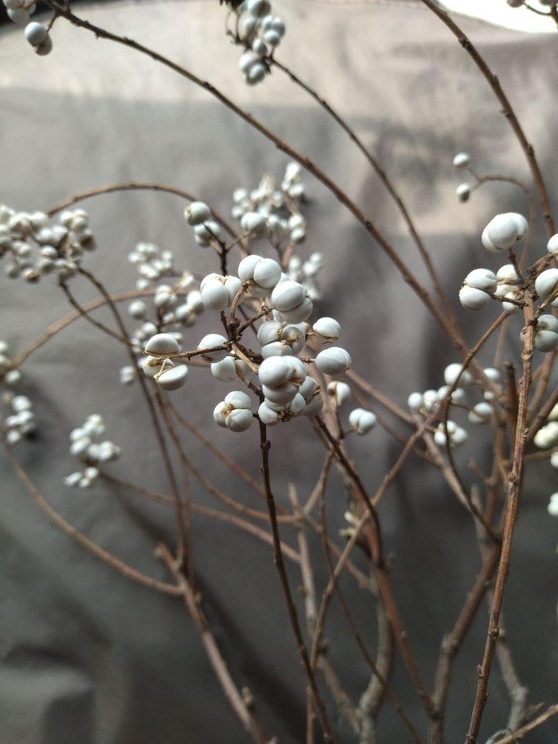 Amazon.co.jp: 10900.ナンキンハゼ。ナンキンハゼの実。南京ハゼ。長い