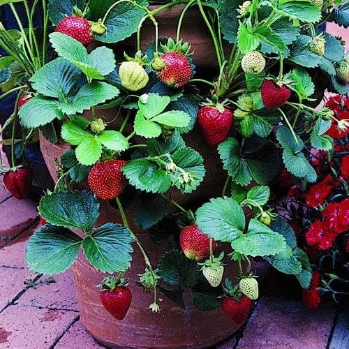Image of Bigreen Live Red Gauntlet Strawberry Plant a€ inch Healthy Hybrid Live Fruit Plant for Home Gardening, Balcony, Terrace, Organic Farming a€ inch High Yield & Fast Growing - Pack of 1