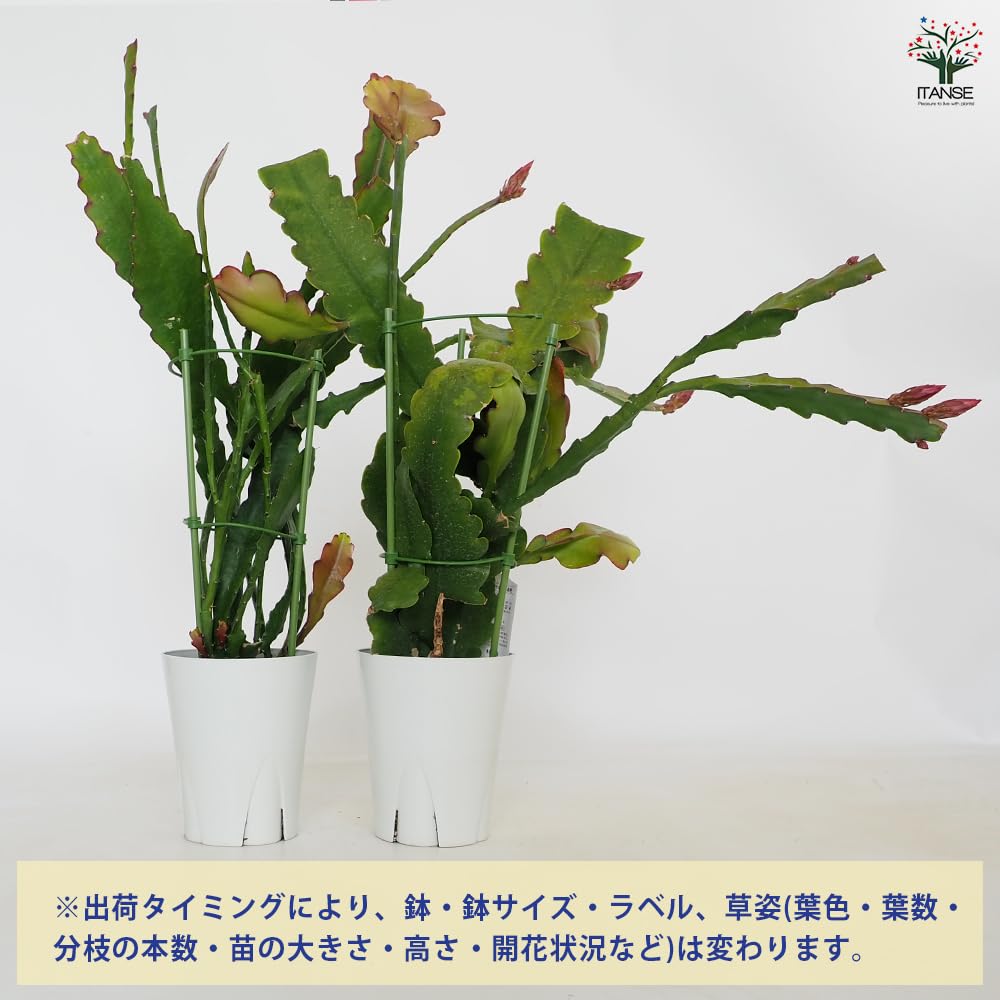 Amazon.co.jp: ITANSE 孔雀サボテン(クジャクサボテン) 赤紫花 5