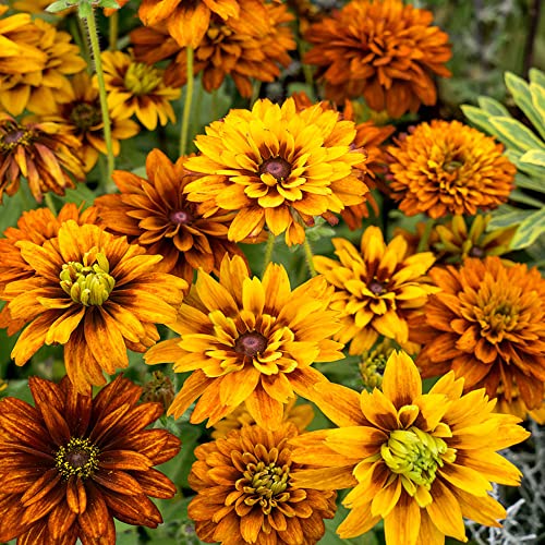 Outsidepride Rudbeckia Hirta Cherokee Sunset Garden Cut Flower Mix - 100 Seeds #TOP1