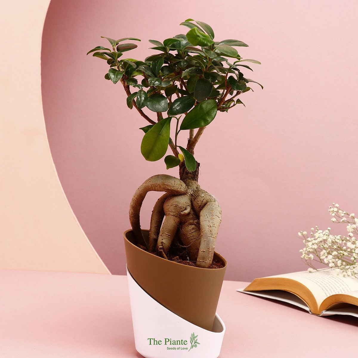 The Piante Ficus Microcarpa Bonsai Plant In Brown Selfwatering Pot,| An Artful Expression of Bonsai Culture | Indoor Decor and Outdoor Bonsai Plant | Live And Real Potted Bonsai Plant