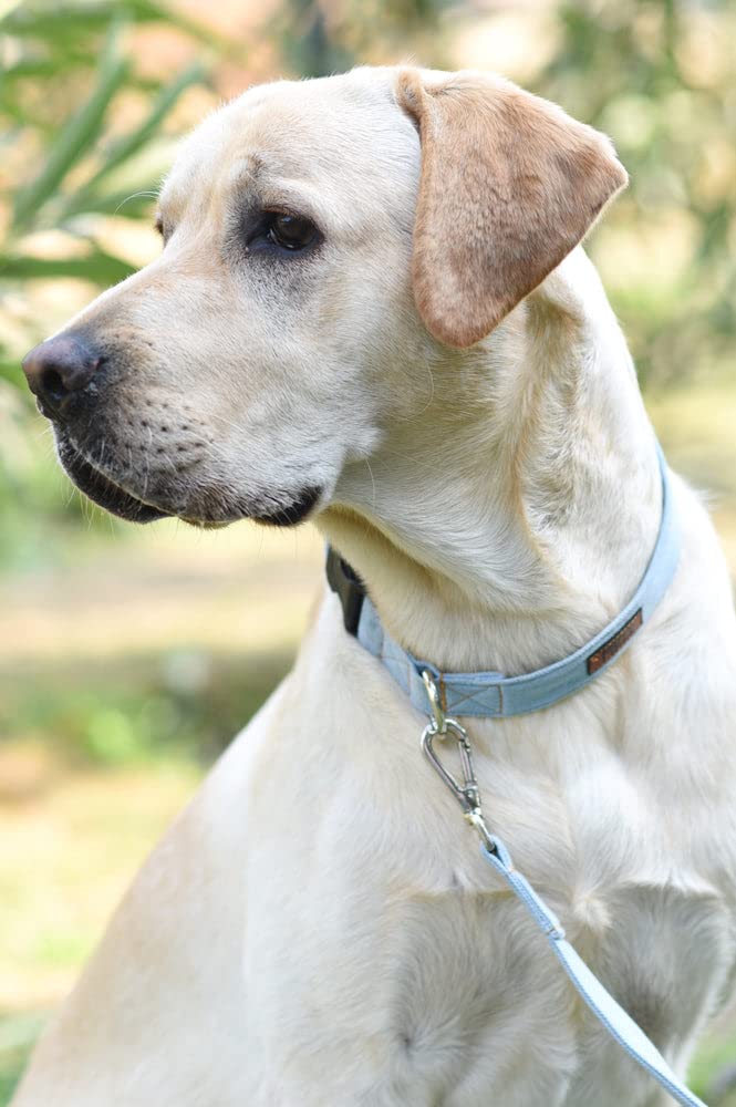Mutt of Course Light Blue Denim Dog Collar | Neck- 18-22" (M) | for Medium Dogs Like Beagles, Indies etc. (B09X7953Q7) Amazon Price History, Amazon Price Tracker