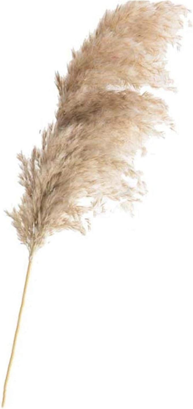 fantasticlife06 20 Pcs Dried Plants Pampas Grass Natural Wedding Flower Bunch Raw Color,20Pcs Raw Color,M