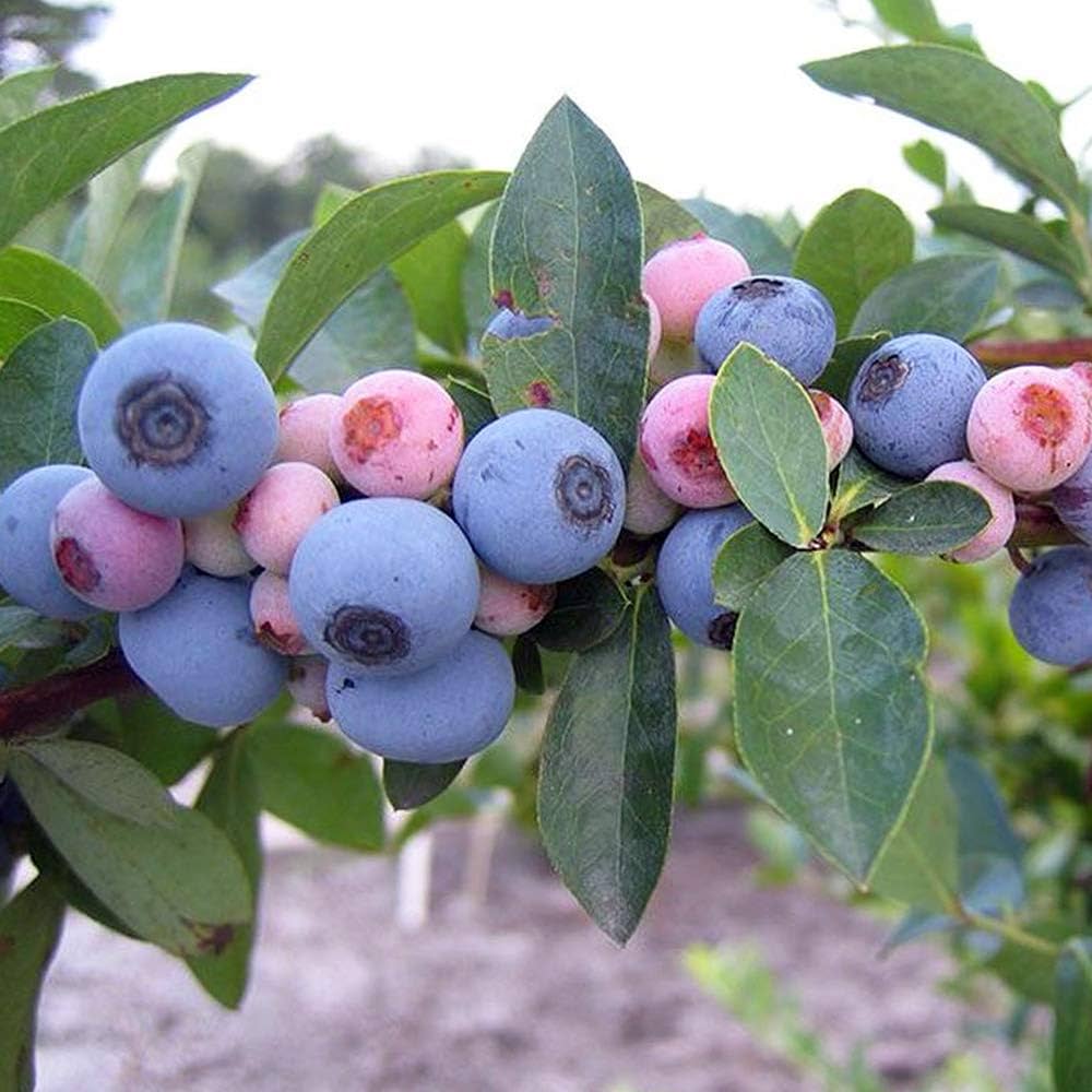 ブルーベリー苗3.5号ポット16本セット ブルーベリー苗3.5号ポット16本セット blueberry2.jpg