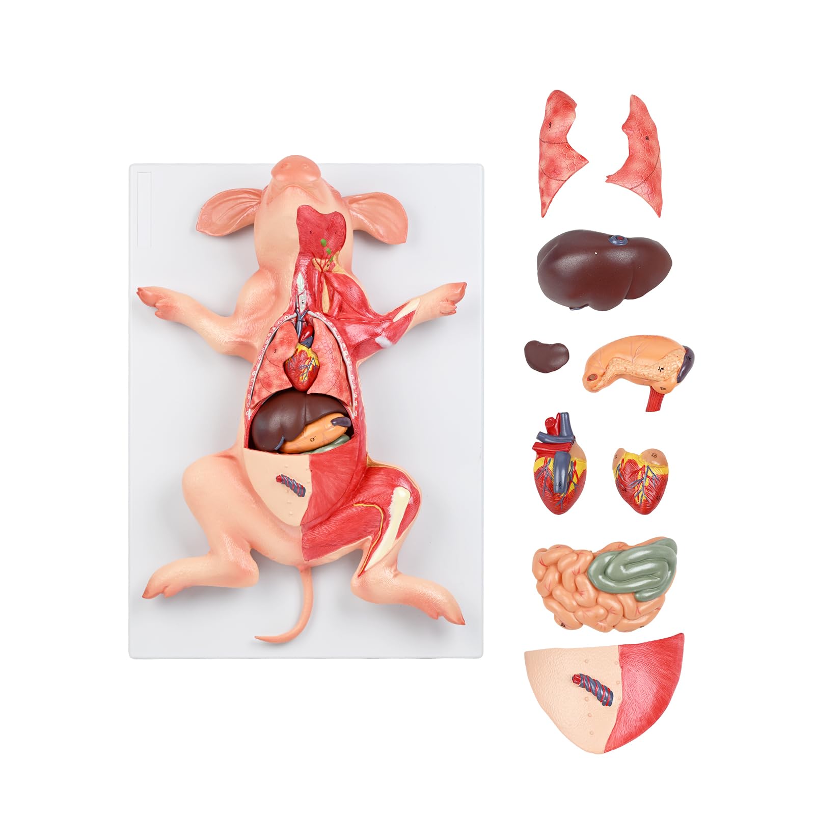 JNMFTD Pig Anatomy Model,Life Size 10 Part Fetal Pig Animal Anatomical Removable Stomach Liver Heart Intestine Skin Muscle with Product Manual Card