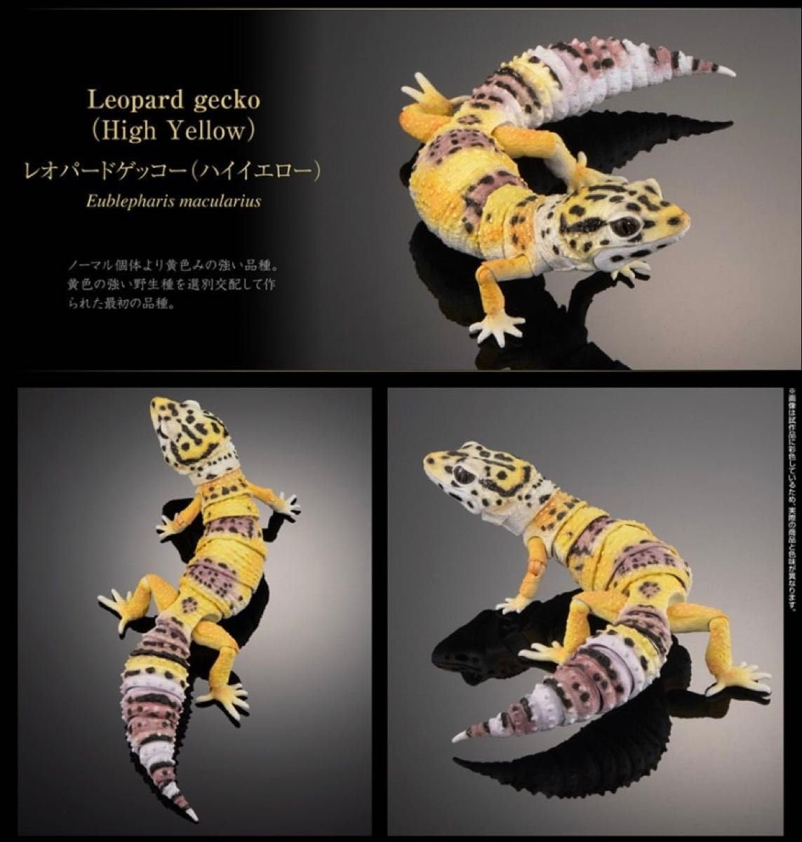 レオパードゲッコー　ガチャ　2種　いきもの大図鑑　アドバンス いきもの大図鑑アドバンス レオパードゲッコー | ナムコパークス