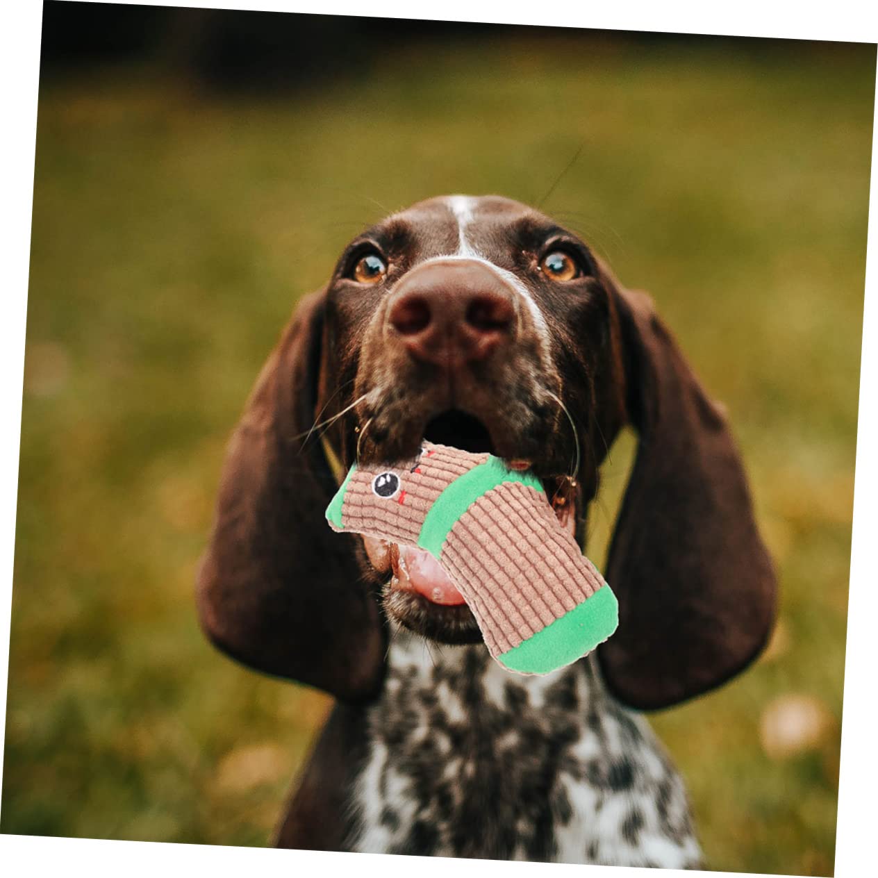 INOOMP 6paires Chaussettes à Jouer pour Chiens De Jouets Squeaky pour Chiots Stimule Instinct De Jeu Et Le pour Occupation Divertissement des Chiens