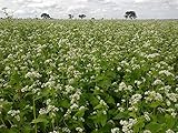 Buckwheat Seeds 1 lb Bulk Forage Food Plot Unhulled Cover Crop Whitetail Deer Green Goose Honey Bee Sprouts by OrOlam 2 Pck (Single)