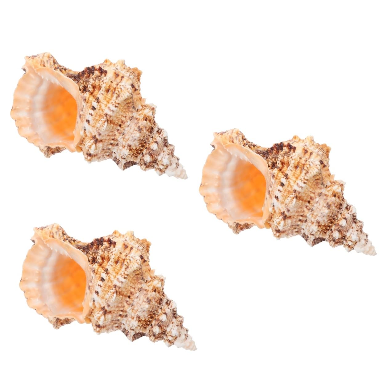 TOPBATHY 3St Eimer mit Muschelblumengesteck Vase Blumentöpfe Pflanztöpfe Blumentopf natürlicher Muschel-Pflanztopf Muscheln zur Dekoration Naturstein Eimer für Blumenarrangements Ornamente