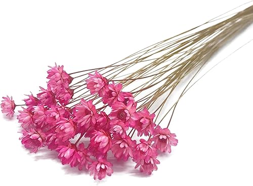 100 tallos naturales de flores secas brasileñas pequeñas margaritas decorativas de margaritas secas, mini ramo de margaritas de manzanilla para