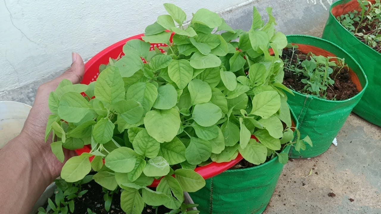 Amaranth Seeds - Grow Your Own Unique Greens -3