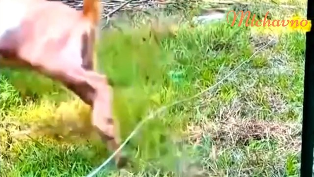 15km Elettrificatore Per Recinto Elettrico per Animali, 12V 2.0J 10 Miglia Recinzione Elettrica per Cinghiali, Impermeabile Recinti Elettrici per Animali, Allevamento Di Pollame, Fattoria, Giardino - immagine 8