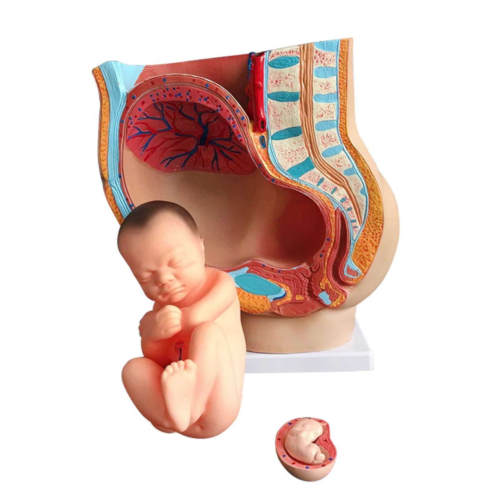 人体模型 解剖モデル　女性骨盤胎児モデル妊娠 9 ヶ月胎児 Amazon.co.jp: 解剖モデル 医療解剖学 妊娠中の人間の女性の骨盤