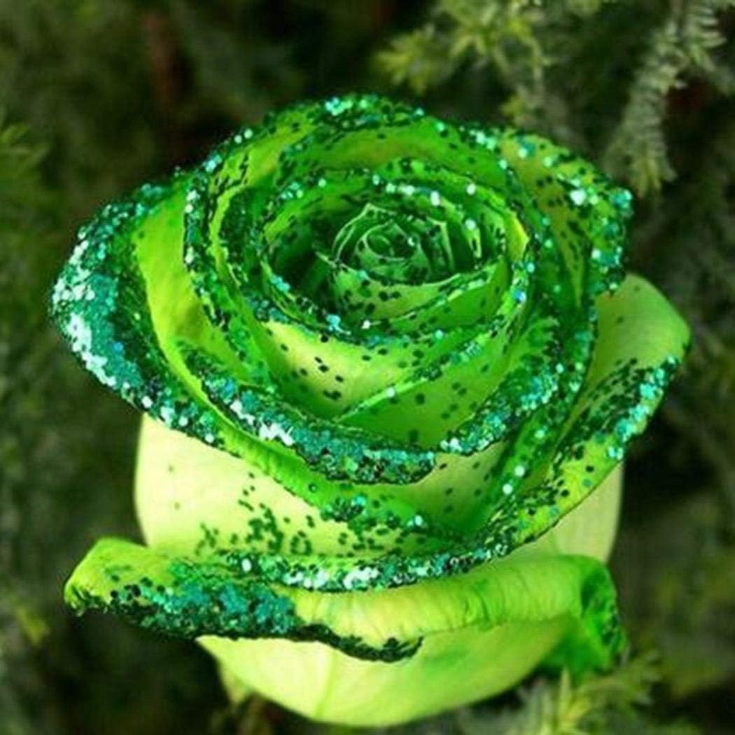 Eden-blumen 100 Stücke Seltene Rose Samen Blumensamen Regenbogen Rose