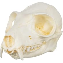 Ruffed Lemur Skull Teaching Quality Replica