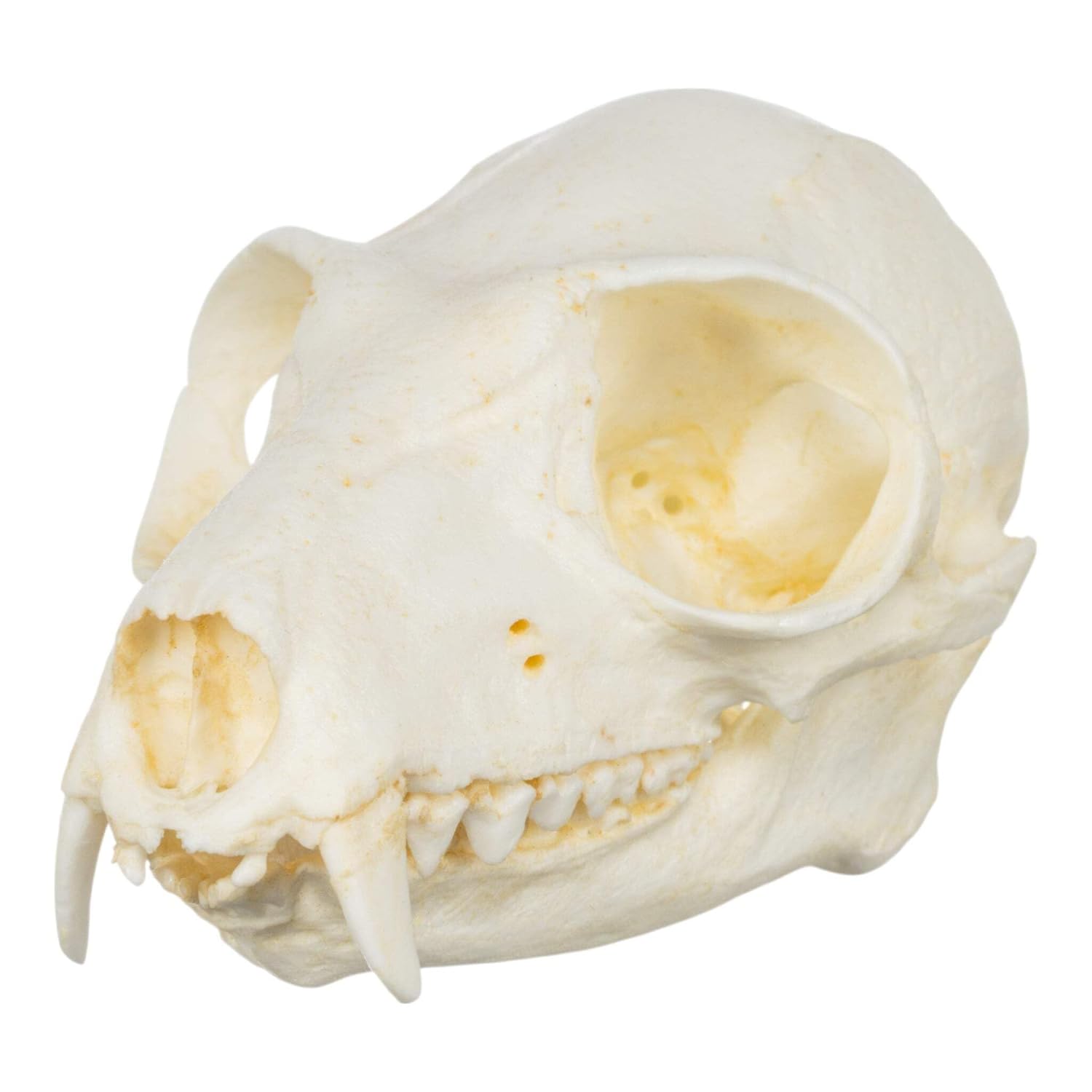 Ruffed Lemur Skull (Teaching Quality Replica)
