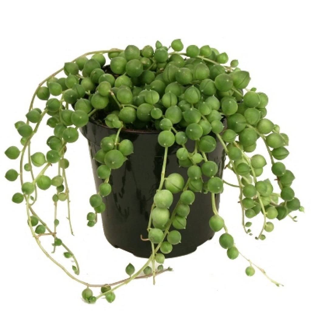 Creative Farmer Rare Collection Senecio String Of Pearls, 7 Cm Pot House Plants (Exotic Live Healthy Plant) (B09TY6K12P) Amazon Price History, Amazon Price Tracker