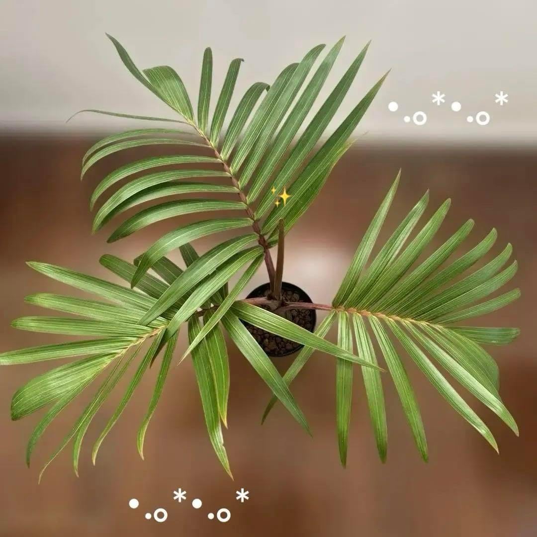 流れる雲のように 山採りアセビの根巻き苗 ようこそ私の庭へ 流れる雲のように 山採りアセビの根巻き苗 ようこそ私の庭へ