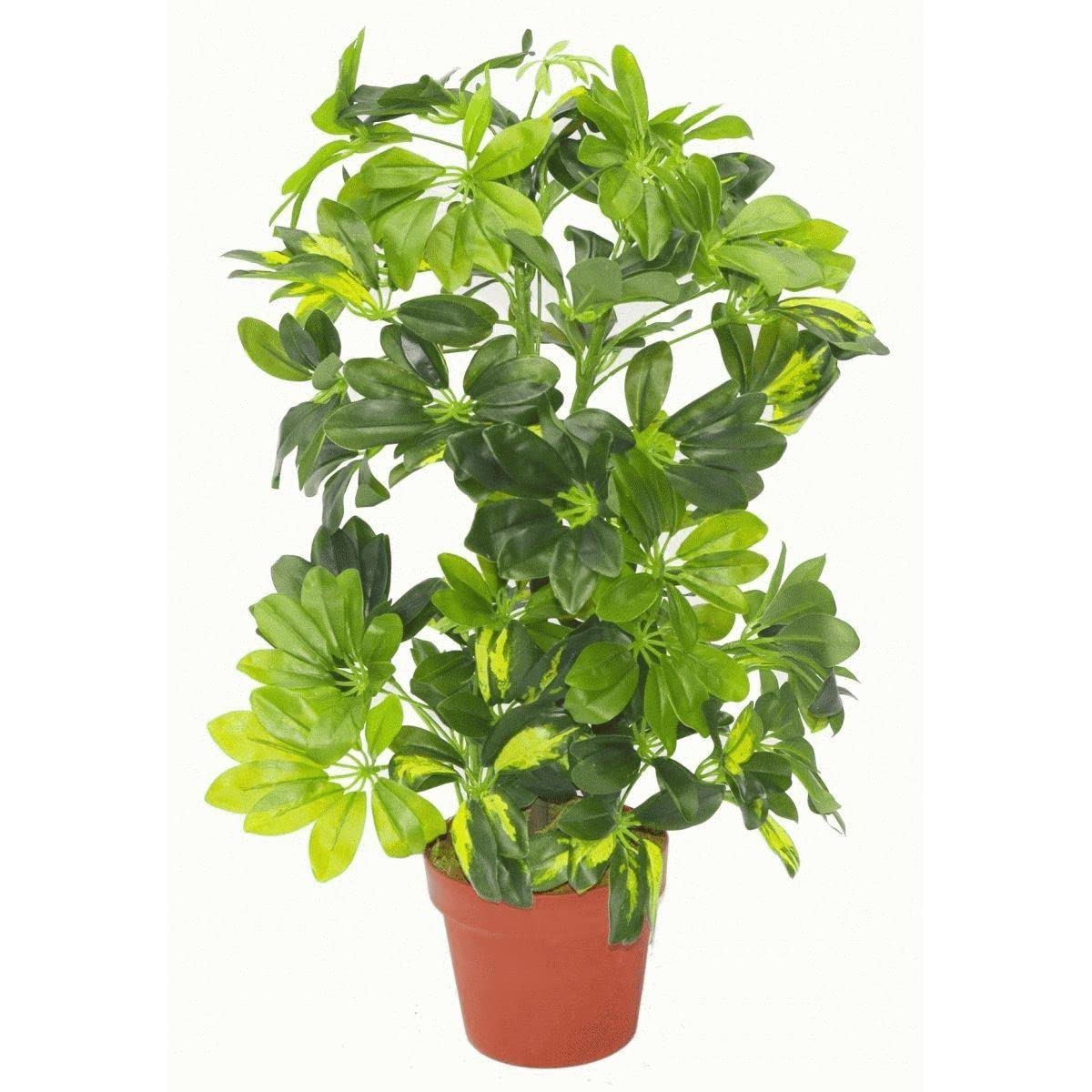 Botanik Artificial Umbrella Tree Gold Capella 75cm - Schefflera Arboricola - Green