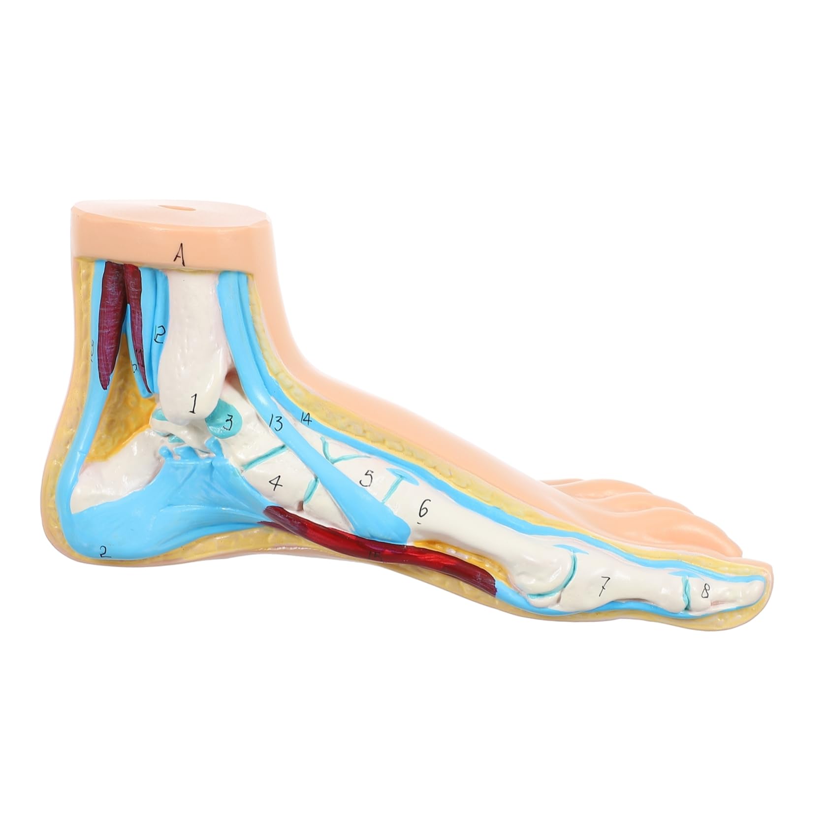 Cabilock Modelo Anatómico Médico Articulaciones Detalladas Para Enseñanza y Exhibición Clínica Diseño Realista Para Estudiantes y Profesionales De Medicina y Fisiología