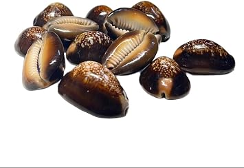 Lakshmi Kali/Black Kawri Kodi Shells | Cowrie Sea Shells for Laxmi Puja, Diwali Puja | Large Size Pack of 21 Pieces - Ideal for Religious Rituals, Spiritual Use & Home Decor - Pack of 1
