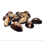 SHIVOHAM Lakshmi Kali/Black Kawri | Kodi Black | Cowrie Sea Shell | Kodi Shells for Laxmi Puja, Diwali Puja (Large) (Pack of 51 Pieces) - Pack of 1