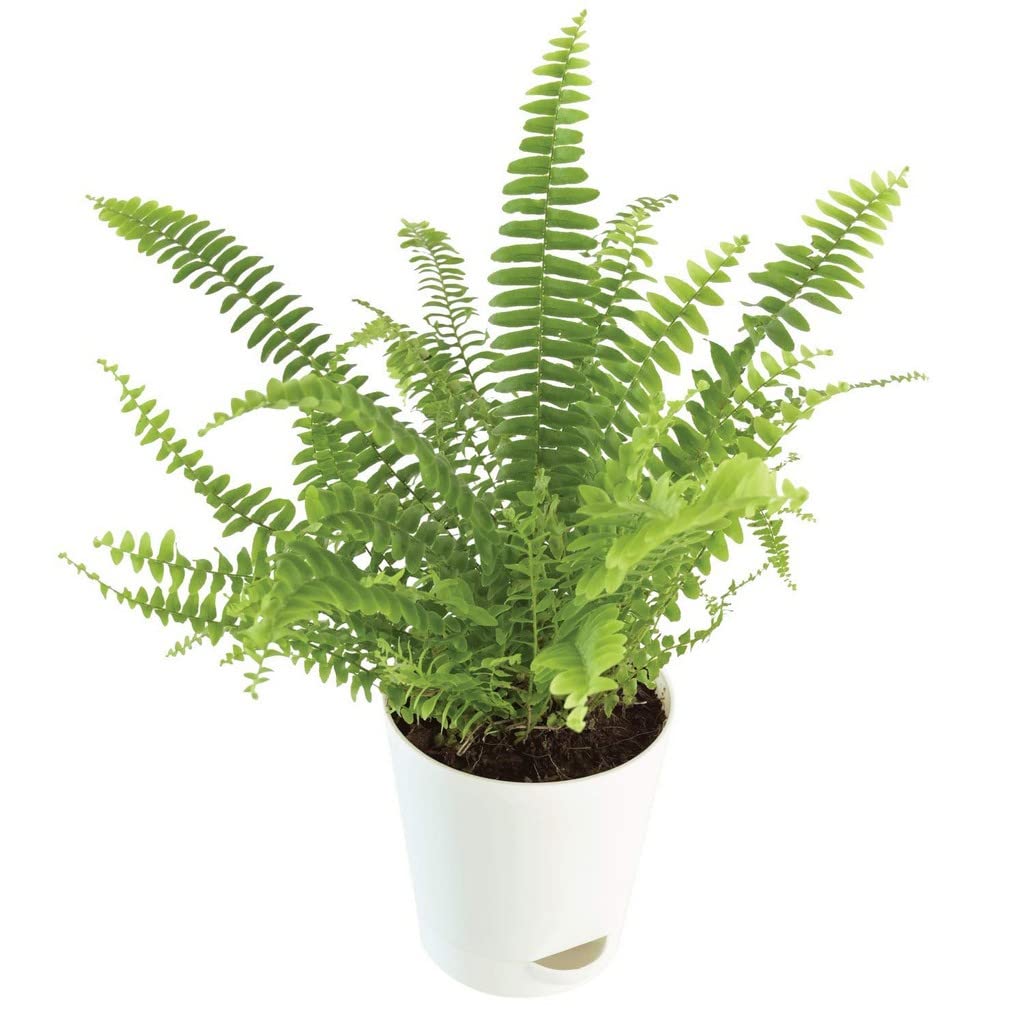 Creative Farmer Mini Green Fern (Nephrolepis Exaltata) Indoor Plant House Live (Healthy Live Plant) (B09SCMQHK7) Amazon Price History, Amazon Price Tracker