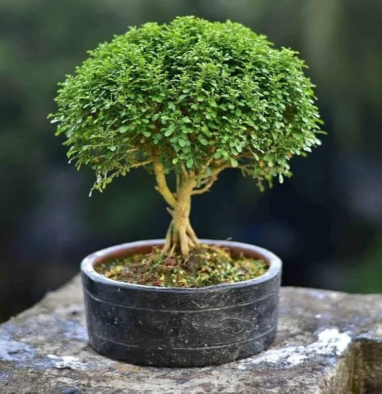 (Murraya Paniculata) - Table Kamini Live Compact Bonsai Plant for Office Work Desk Indoor Setup pack of 1-image-42