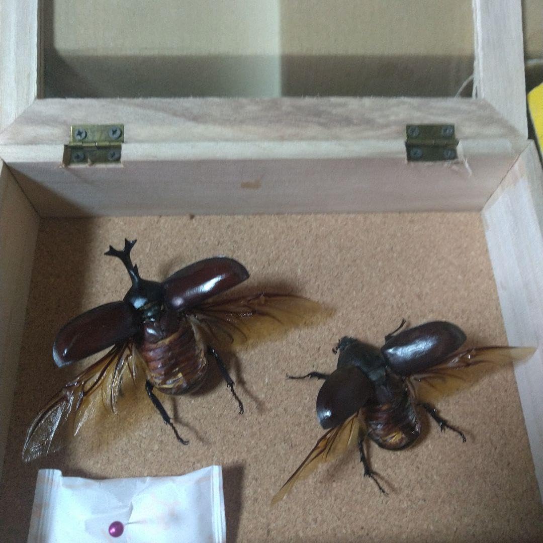 標本 ボリビア産カブトムシペア野外品 昆虫標本 カブトムシペア♂♀ - メルカリ