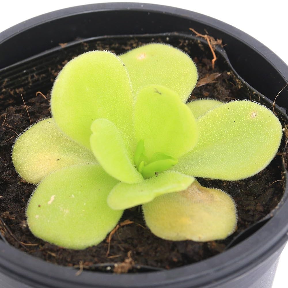 Amazon｜【charm】（食虫植物）ムシトリスミレ ピンギキュラ