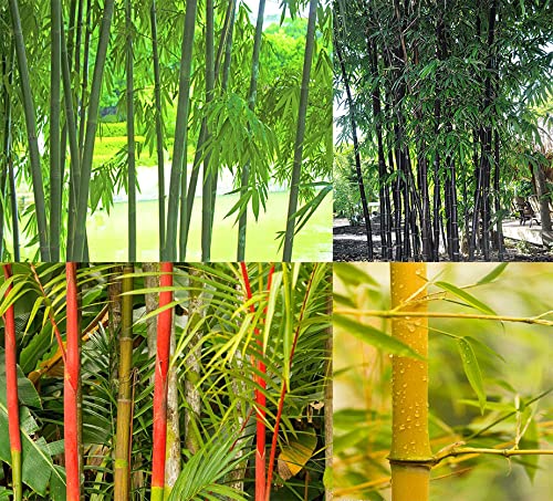 Ficoszo 200+ Mix Bamboo Seeds, Purple Black Bamboo Seeds, Giant Moso Bamboo, Golden Bamboo, Red Bamboo for Planting, Privacy Screen