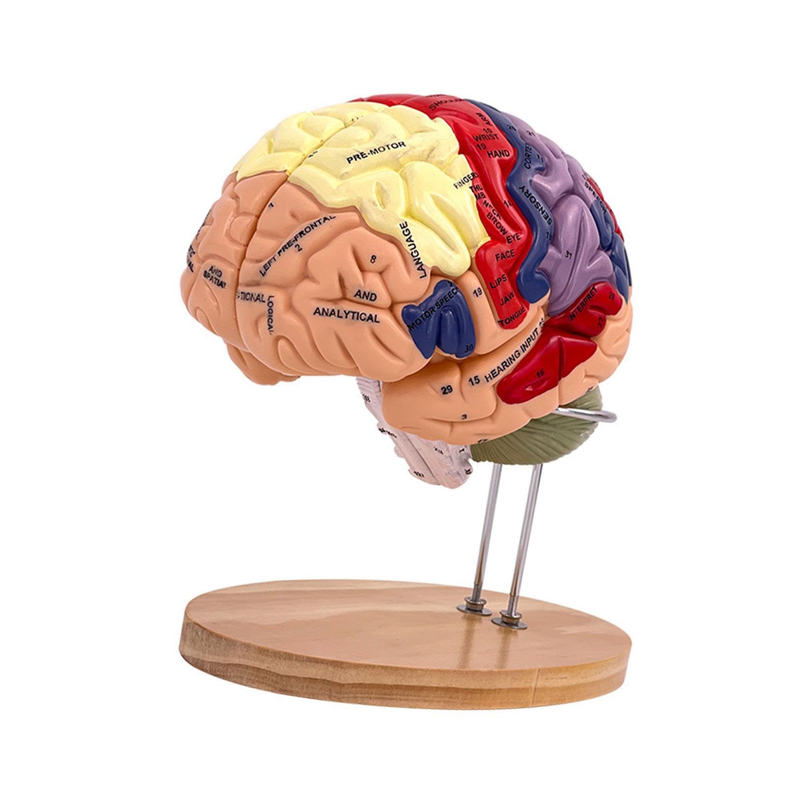 Modelo de Cerebro Humano para Aprender a enseñar tamaño Doble ampliado con áreas funcionales Desmontables para Estudio de anatomía Estudio en el