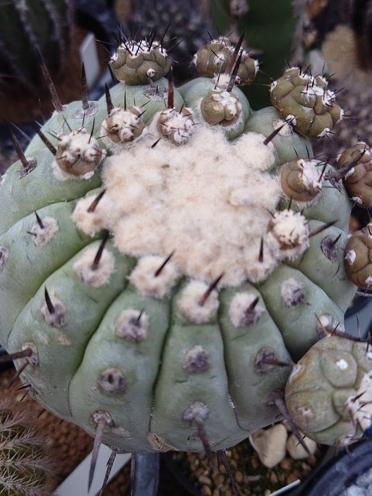 黒王丸 実生株 黒刺 斑入り ᴄᴏᴘɪᴀᴘᴏᴀ ᴄɪɴᴇʀᴇᴀ コピアポア 黒王丸 ᴊᴏsʜᴜᴀ