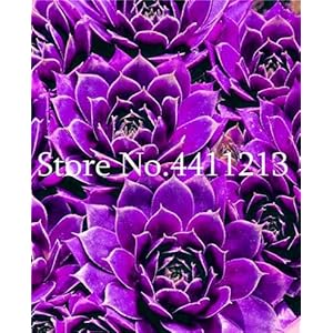 Bloom Green Co. 300 Pcs Sempervivum Bonsai tedesco Le importazioni di fiori in vaso bonsai Succulente radiazioni carnoso pianta Viola Sempervivum tectorum: 7