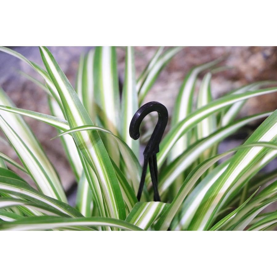 Amazon.co.jp: オリヅルラン 4号吊り鉢 1株販売 折鶴蘭 オリズルラン