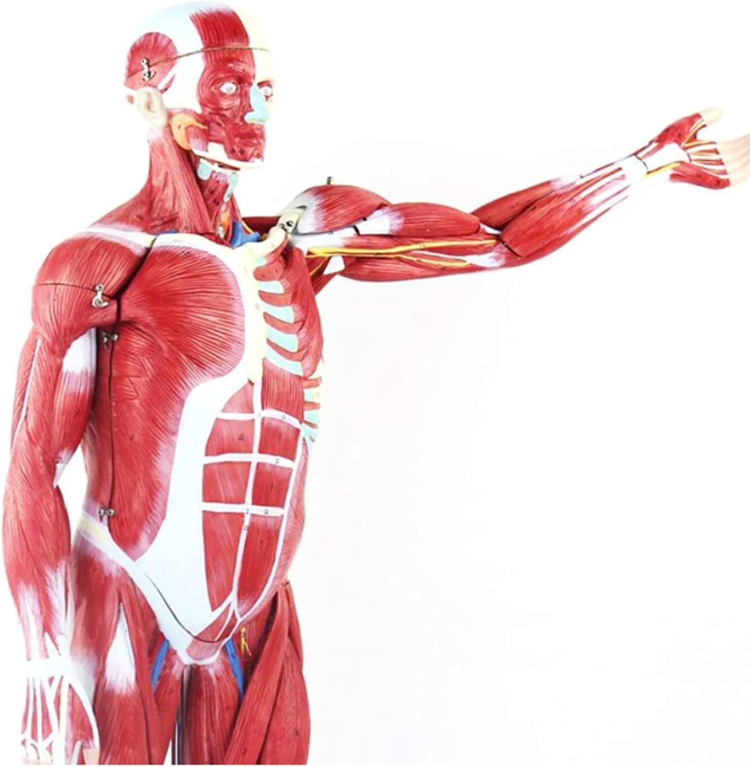 Model Ludzkiej Anatomii Mięśniowej Wyjmowanej Anatomii Ludzkiej (z Narządami Wewnętrznymi) Dla Materiałów Edukacyjnych Medycznych
