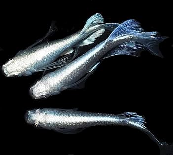 農家メダカ Amazon | 本場広島産 プラチナ星河リアルロングフィン メダカの卵 30