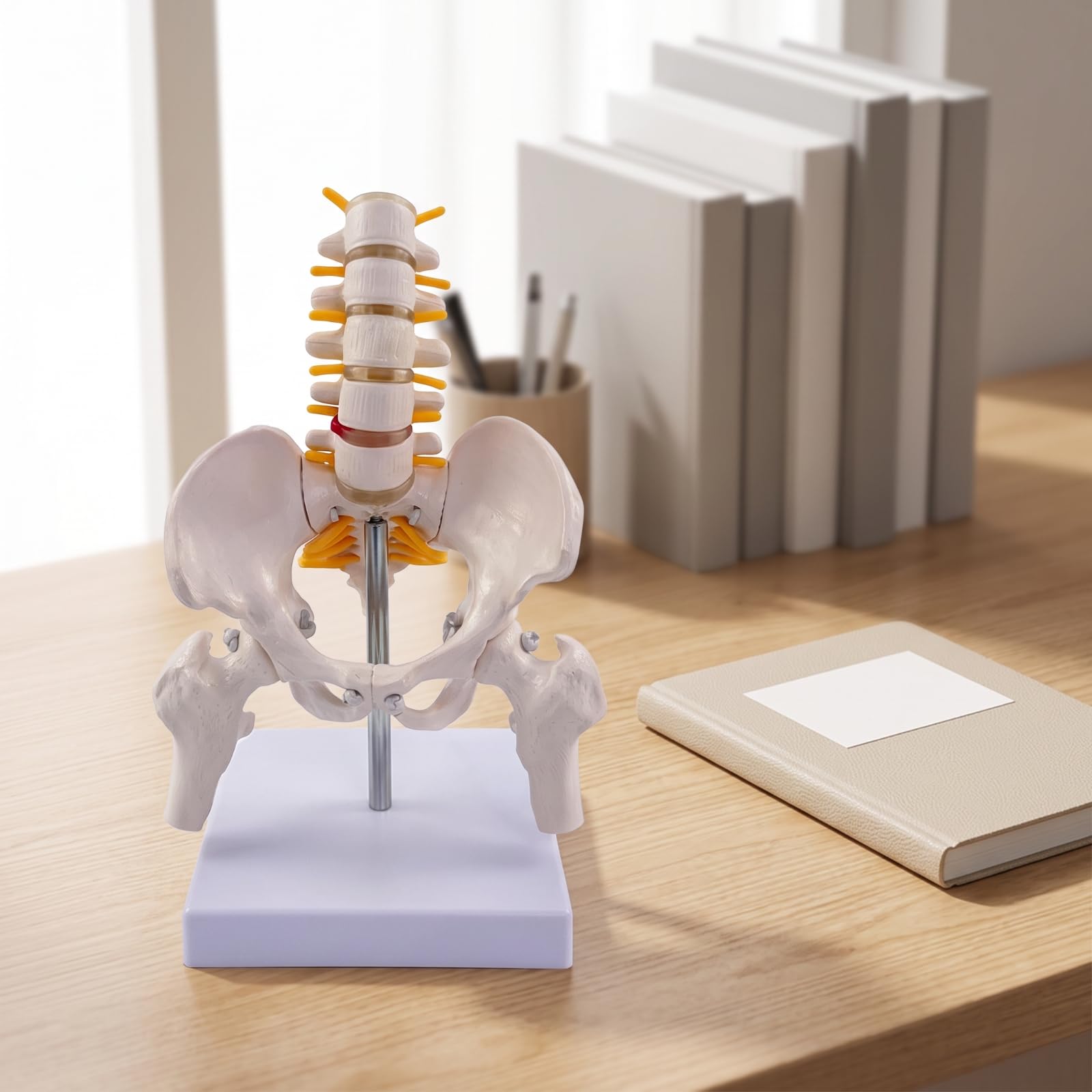 Esquelético Espina Con Didáctico, espina Vertebral con Pelvis, Flexible, para Aula
