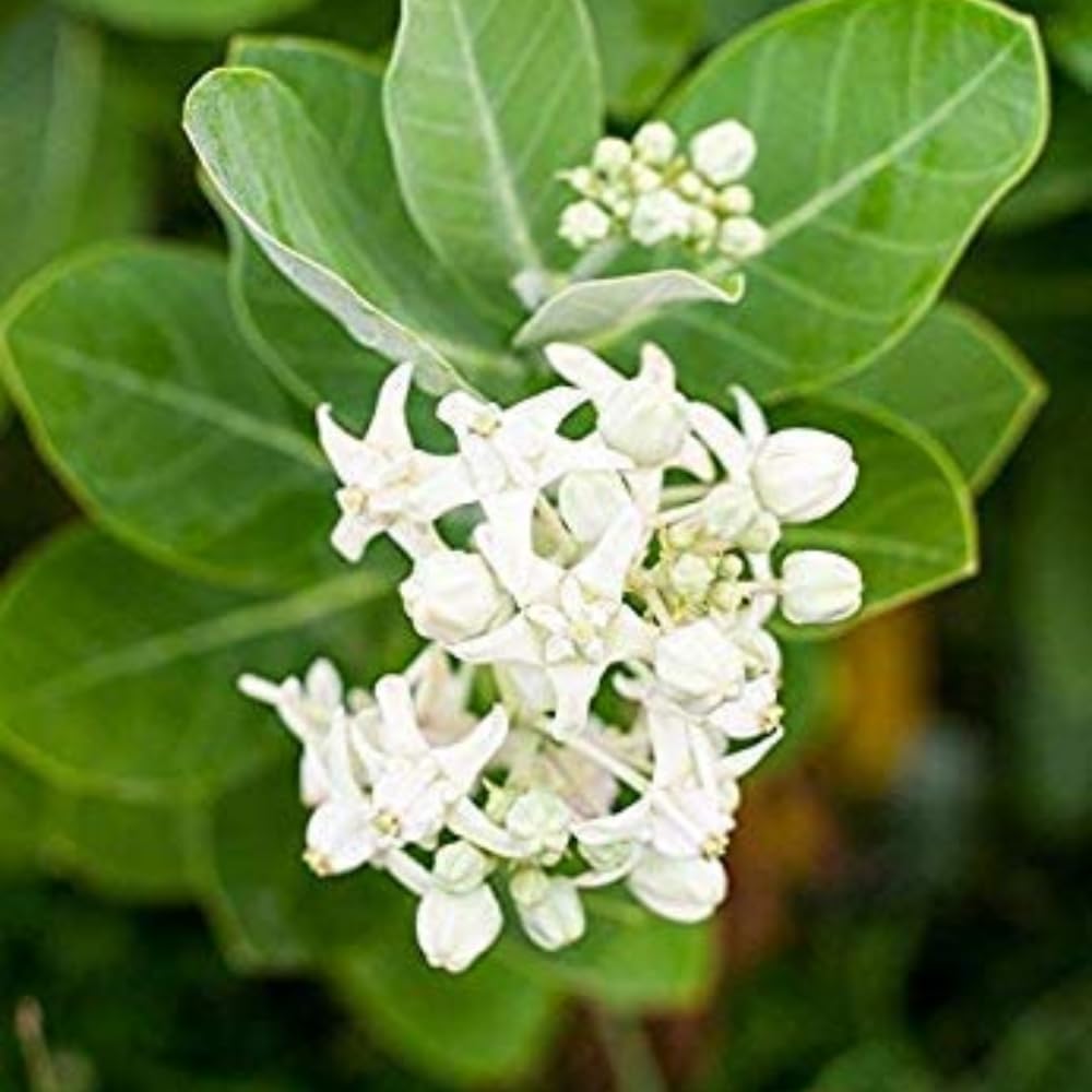 See full amazon price history chart for Bhajanlal Greenery Safed Aak/White Madar Calotropis Gigantea Herbal Flowering Live Plant with 5 Inch Pot Pack Of 1 Bhajanlal Greenery Safed Aak/White Madar Calotropis Gigantea Herbal Flowering Live Plant with 5 Inch Pot Pack Of 1 (B08HCLFGHC) Amazon Price History, Amazon Price Tracker