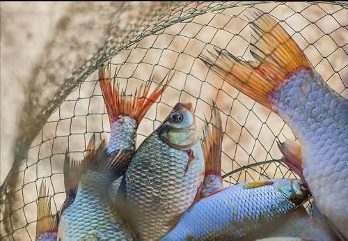Zerone Fishing Nets, 6 Holes Foldable Automatic Bait Traps Fish Pot Cage Nylon Crab Cage Mesh Trap Cast For Fish Shrimp Minnow Crawdad Crayfish #TOP6