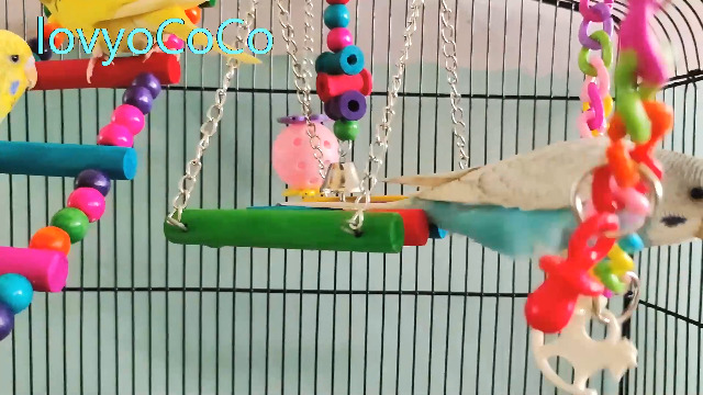Swing Hanging Standing Chewing Toy Hammock Climbing Ladder, Cage Colorful Toys Suitable for Budgerigar, Parakeet, Conure, Cockatiel, Mynah, Love Birds, Finches - image 7