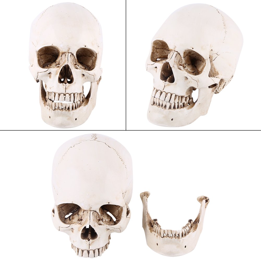 Tyenaza Modello di Teschio, Teschio Decorativo Scheletro Umano Realistico in Resina a Grandezza Naturale, Teschio Soprammobile per Insegnamento Anatomico e Halloween Decorazioni