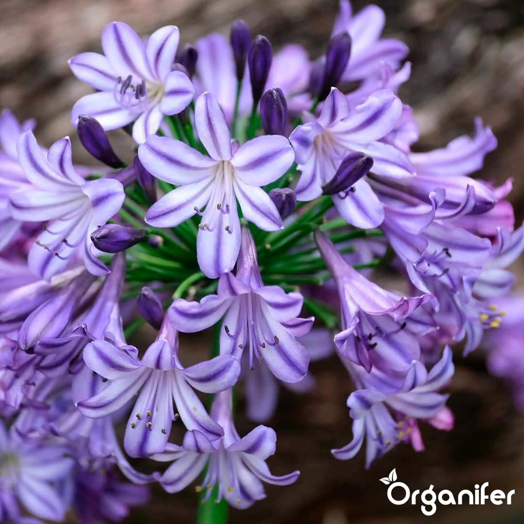 Agapanthus Płynny Nawóz - 3x1L - NPK 2-1-8 | Nawóz Płynny Do Obfitych Kwiatów I Zdrowych Liści - Wzmacnia Korzenie I Odporność - Organifer