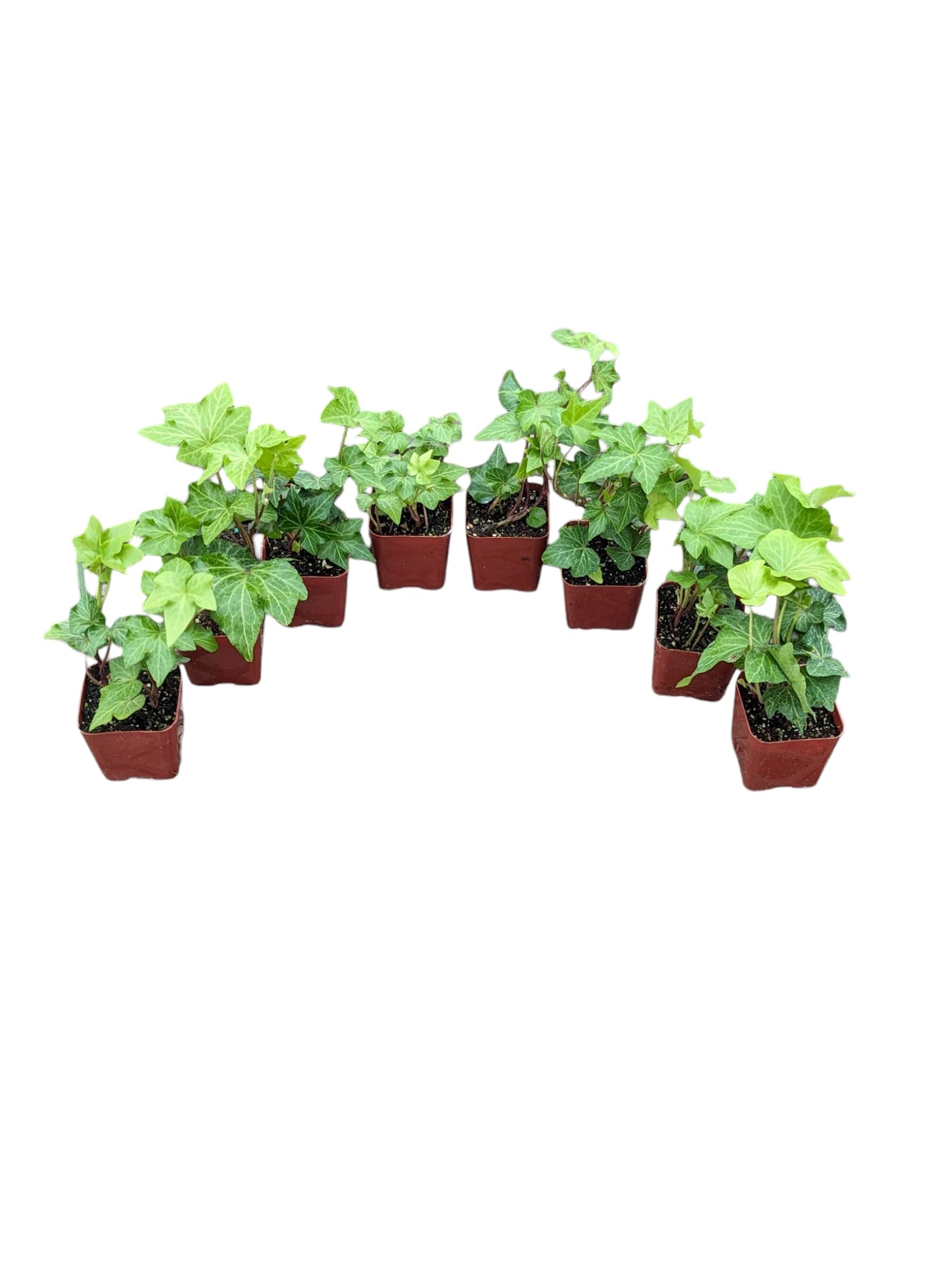 Amazon.com : English Ivy Plants, 2 Inch Pots, Set of 8, Live